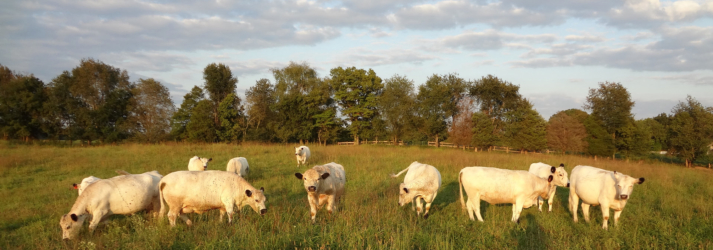 American British White Park Cattle